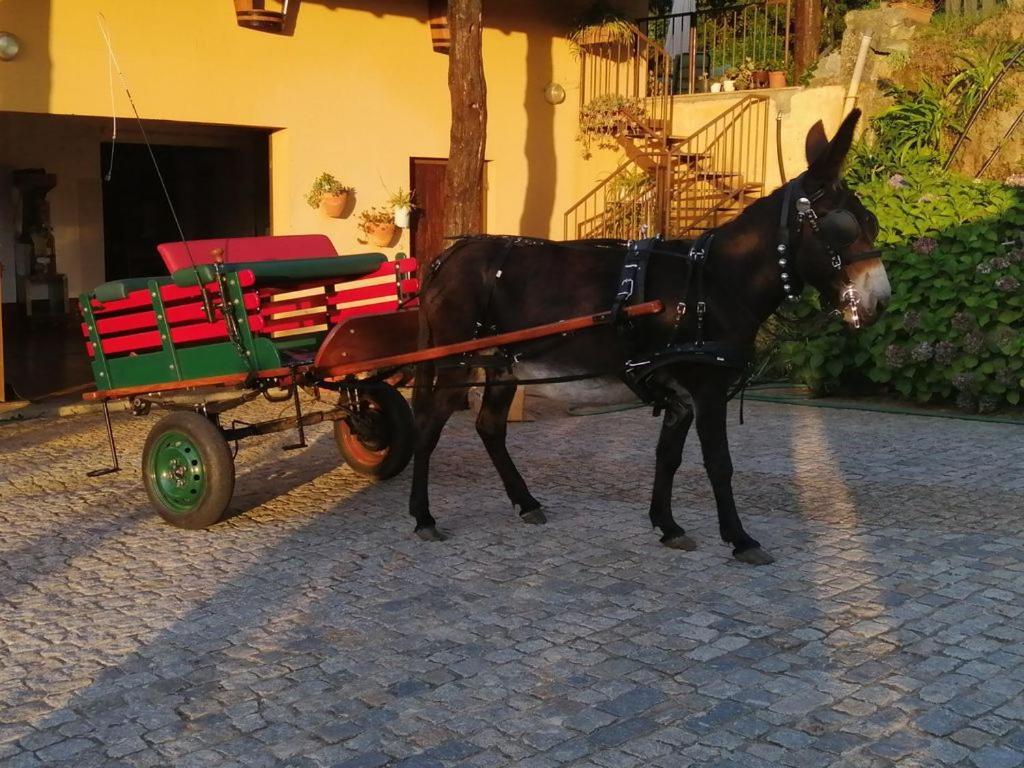 Quinta De Carcavelos Agroturismo E Enoturismo سيلوريكو دي باستو المظهر الخارجي الصورة