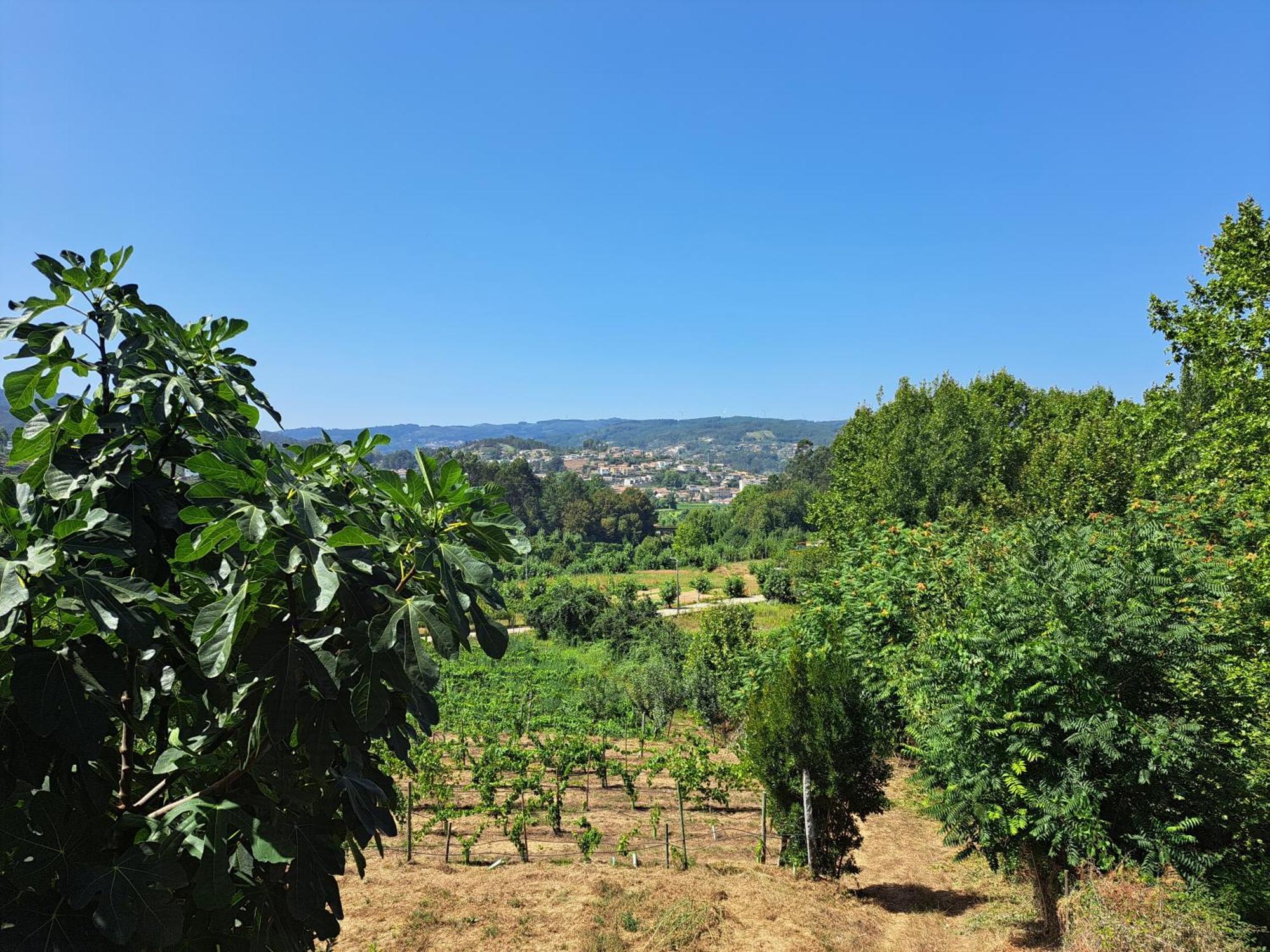 Quinta De Carcavelos Agroturismo E Enoturismo سيلوريكو دي باستو المظهر الخارجي الصورة